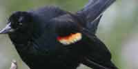 Весенние голоса птиц в бассейне Сучана в горах Сихоте-Алиня