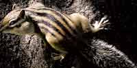 Фото: Азиатский бурундук - ареал Млекопитающие ареала Ангара среднее течение
