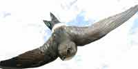 Фото: Белопоясничный стриж - ареал Птицы ареала Ангара среднее течение