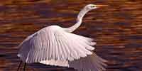 Фото: Большая белая цапля - ареал Птицы ареала Армянское нагорье