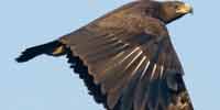 Фото: Большой подорлик - ареал Птицы ареала Ангара среднее течение