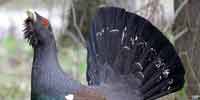 Фото: Глухарь - ареал Птицы ареала Ангара среднее течение