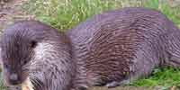 Фото: Выдра - ареал Млекопитающие ареала Ангара среднее течение
