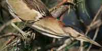 Фото: Выпь - ареал Птицы ареала Ангара среднее течение