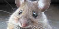 Фото: Домовая мышь - ареал Млекопитающие ареала Ангара среднее течение