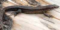 Фото: Живородящая ящерица - ареал Пресмыкаюшие ареала Ангара среднее течение