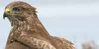 Фото: Канюк - ареал Птицы ареала Ангара среднее течение