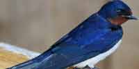 Фото: Касатка - ареал Птицы ареала Ангара среднее течение