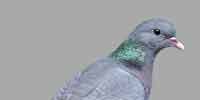 Фото: Клинтух - ареал Птицы ареала Армянское нагорье
