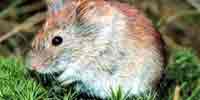Фото: Красная полевка - ареал Млекопитающие ареала Ангара среднее течение