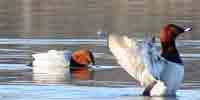 Фото: Красноголовый нырок - ареал Птицы ареала Ангара среднее течение