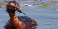 Фото: Красношейная поганка - ареал Птицы ареала Ангара среднее течение