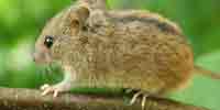Фото: Лесная мышовка - ареал Млекопитающие ареала Ангара среднее течение