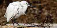 Фото: Малая белая цапля - ареал Птицы ареала Армянское нагорье