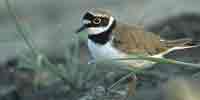 Фото: Малый зуек - ареал Птицы ареала Ангара среднее течение