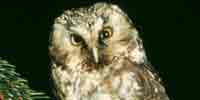 Фото: Мохноногий сыч - ареал Птицы ареала Ангара среднее течение