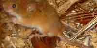 Фото: Мышь-малютка - ареал Млекопитающие ареала Ангара среднее течение