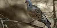 Фото: Обыкновенная горлица - ареал Птицы ареала Армянское нагорье