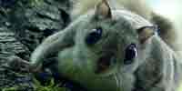 Фото: Обыкновенная летяга - ареал Млекопитающие ареала Ангара среднее течение