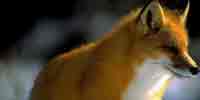 Фото: Обыкновенная лисица - ареал Млекопитающие ареала Ангара среднее течение