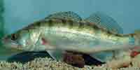 Фото: Обыкновенный судак - ареал Рыбы ареала Армянское нагорье