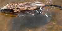 Фото: Ондатра - ареал Млекопитающие ареала Ангара среднее течение