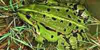 Фото: Озерная лягушка - ареал Земноводные ареала Армянское нагорье