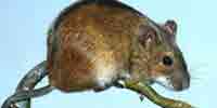 Фото: Полевая мышь - ареал Млекопитающие ареала Ангара среднее течение