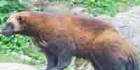 Фото: Росомаха - ареал Млекопитающие ареала Ангара среднее течение