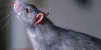 Фото: Серая крыса - ареал Млекопитающие ареала Ангара среднее течение