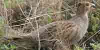 Фото: Серая куропатка - ареал Птицы ареала Армянское нагорье