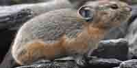Фото: Северная пищуха - ареал Млекопитающие ареала Ангара среднее течение