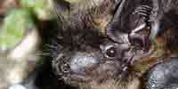 Фото: Северный кожанок - ареал Млекопитающие ареала Ангара среднее течение