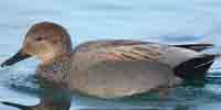 Фото: Серая утка - ареал Птицы ареала Армянское нагорье