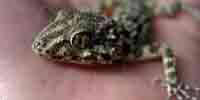 Серый гололапый геккон