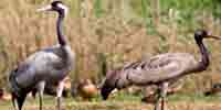 Фото: Серый журавль - ареал Птицы ареала Армянское нагорье