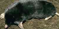 Фото: Сибирский крот - ареал Млекопитающие ареала Ангара среднее течение