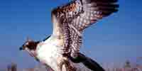 Фото: Скопа - ареал Птицы ареала Ангара среднее течение