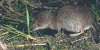 Фото: Средняя бурозубка - ареал Млекопитающие ареала Ангара среднее течение