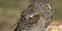 Фото: Сыч-воробей - ареал Птицы ареала Ангара среднее течение
