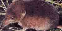 Фото: Темнолапая бурозубка - ареал Млекопитающие ареала Ангара среднее течение