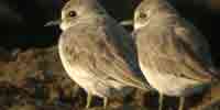 Фото: Толстоклювый зуек - ареал Птицы ареала Армянское нагорье