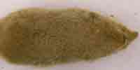 Фото: Тундряная бурозубка - ареал Млекопитающие ареала Ангара среднее течение