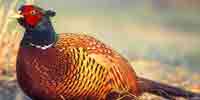 Фото: Фазан - ареал Птицы ареала Армянское нагорье