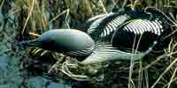 Фото: Чернозобая гагара - ареал Птицы ареала Ангара среднее течение