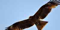 Фото: Черный коршун - ареал Птицы ареала Ангара среднее течение