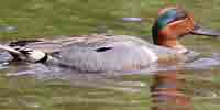 Фото: Чирок-свистунок - ареал Птицы ареала Ангара среднее течение