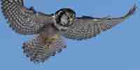 Фото: Ястребиная сова - ареал Птицы ареала Ангара среднее течение