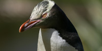 Великолепный пингвин