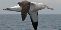 Странствующий альбатрос